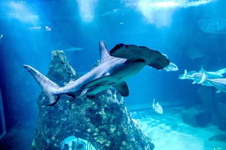 aquarium de biarritz